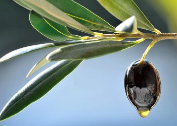 Ελαιόλαδο: Οι προκλήσεις της επόμενης 12ετίας – Τι αποκαλύπτει έκθεση της ΕΕ