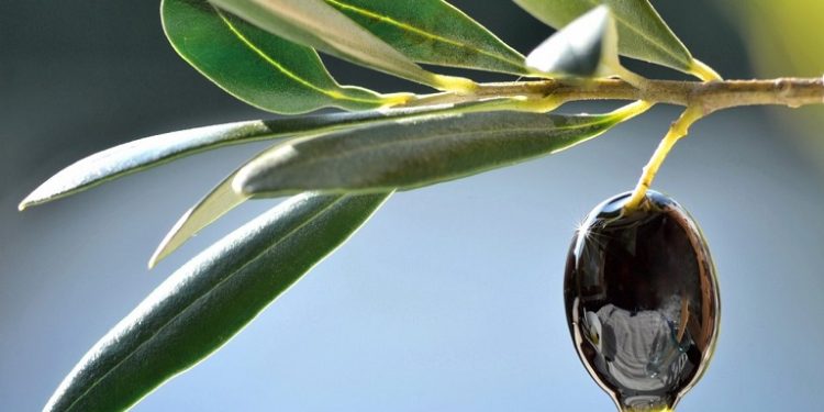 Ελαιόλαδο: Οι προκλήσεις της επόμενης 12ετίας – Τι αποκαλύπτει έκθεση της ΕΕ