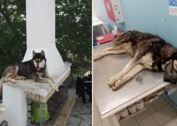 Αράχωβα: Τι ισχύει με τις γνωματεύσεις για την κακοποίηση του Όλιβερ