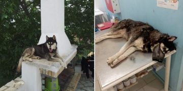 Αράχωβα: Τι ισχύει με τις γνωματεύσεις για την κακοποίηση του Όλιβερ