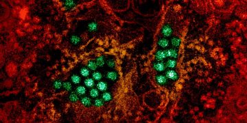 Δάγκειος πυρετός: Η ασθένεια της κλιματικής αλλαγής απειλεί και την Ελλάδα