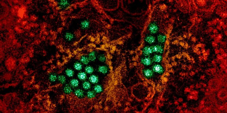 Δάγκειος πυρετός: Η ασθένεια της κλιματικής αλλαγής απειλεί και την Ελλάδα