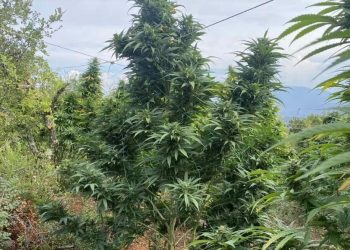 Αλμυρός: Γνωστός αγροτοσυνδικαλιστής ο εγκέφαλος της σπείρας με τη φυτεία κάνναβης