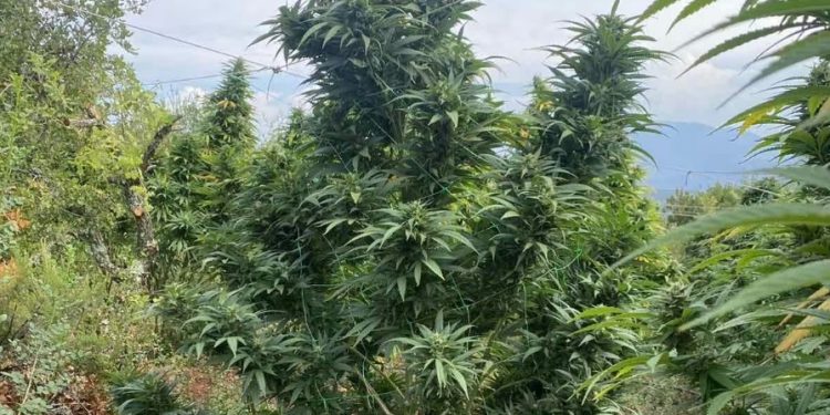 Αλμυρός: Γνωστός αγροτοσυνδικαλιστής ο εγκέφαλος της σπείρας με τη φυτεία κάνναβης