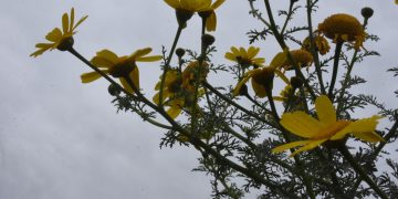 Καιρός: Συννεφιά και 26αρια το Σάββατο – Πέφτει η θερμοκρασία από την Κυριακή