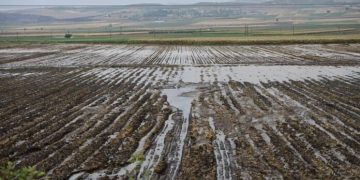 Φάρσαλα: Οι βροχές “έκαψαν” τις καλλιέργειες σιτηρών σε χωράφια που είχε πλημμυρίσει ο Daniel