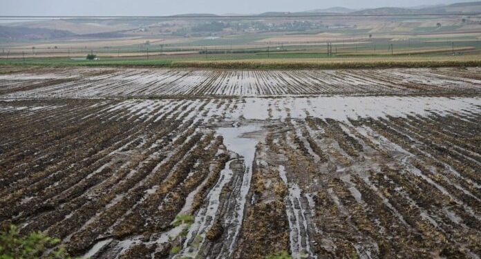 Φάρσαλα: Οι βροχές “έκαψαν” τις καλλιέργειες σιτηρών σε χωράφια που είχε πλημμυρίσει ο Daniel