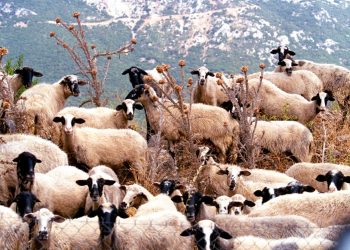 ΟΠΕΚΕΠΕ: Καμένα βοσκοτόπια στη Χίο ήταν δηλωμένα σε Κρήτη και Λήμνο – Στον αέρα οι αποζημιώσεις 18 κτηνοτρόφων
