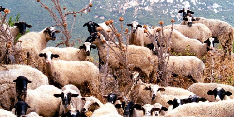 ΟΠΕΚΕΠΕ: Καμένα βοσκοτόπια στη Χίο ήταν δηλωμένα σε Κρήτη και Λήμνο – Στον αέρα οι αποζημιώσεις 18 κτηνοτρόφων