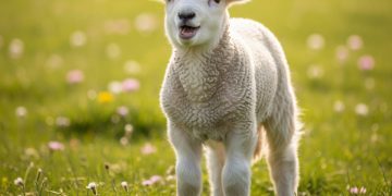 ΟΠΕΚΕΠΕ: Μπεεε και… απεριόριστα κεράσματ