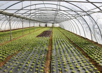 Μετά τον ΟΠΕΚΕΠΕ σκάνδαλο και στον ΕΛΓΑ – 3 αδέλφια αποζημιώθηκαν για θερμοκήπια που δεν είχαν