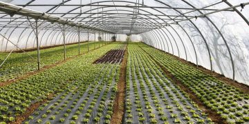 Μετά τον ΟΠΕΚΕΠΕ σκάνδαλο και στον ΕΛΓΑ – 3 αδέλφια αποζημιώθηκαν για θερμοκήπια που δεν είχαν