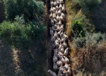 Σκάνδαλο ΟΠΕΚΕΠΕ: Τα «γαλάζια καρφιά» για τον «πράσινο Χνάρη» – Η απάντηση του βουλευτή Ρεθύμνης