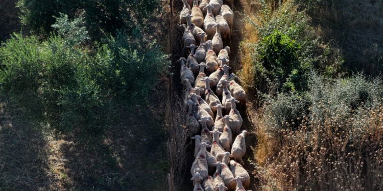 Σκάνδαλο ΟΠΕΚΕΠΕ: Τα «γαλάζια καρφιά» για τον «πράσινο Χνάρη» – Η απάντηση του βουλευτή Ρεθύμνης