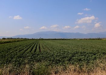 «Στάση πληρωμών στις αγροτικές αποζημιώσεις με ευθύνη της κυβέρνησης» καταγγέλλει ο Φαραντούρης