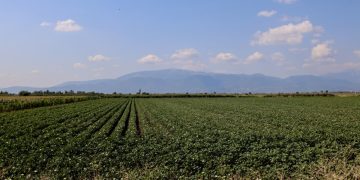 «Στάση πληρωμών στις αγροτικές αποζημιώσεις με ευθύνη της κυβέρνησης» καταγγέλλει ο Φαραντούρης