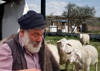 Ευλογιά προβάτων: Νοσηλεύεται με συμπτώματα εγκεφαλικού ο κτηνοτρόφος που αποχαιρέτησε με λυγμούς 450 πρόβατα