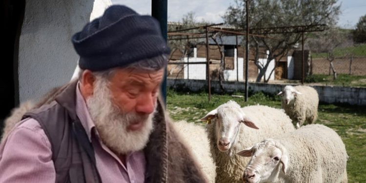Ευλογιά προβάτων: Νοσηλεύεται με συμπτώματα εγκεφαλικού ο κτηνοτρόφος που αποχαιρέτησε με λυγμούς 450 πρόβατα