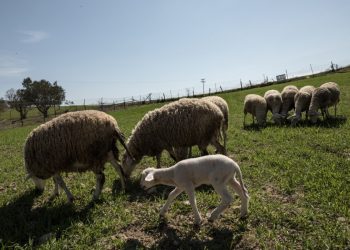 Ευλογιά προβάτων: Τα ποσά και οι δικαιούχοι των αγροτικών αποζημιώσεων για το χαμένο εισόδημα