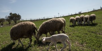 Ευλογιά προβάτων: Τα ποσά και οι δικαιούχοι των αγροτικών αποζημιώσεων για το χαμένο εισόδημα