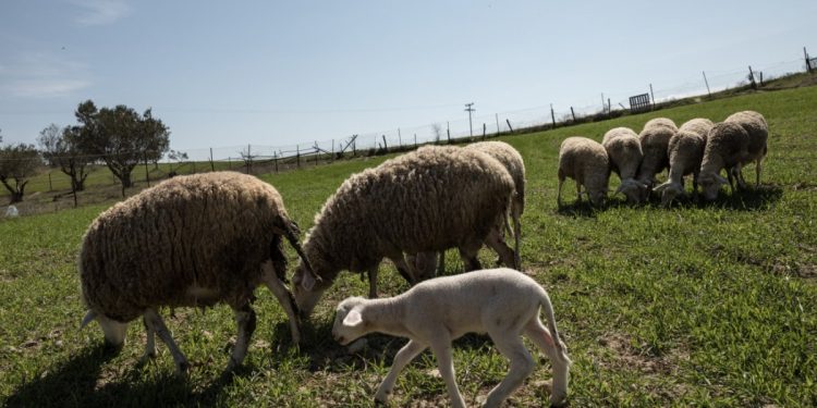 Ευλογιά προβάτων: Τα ποσά και οι δικαιούχοι των αγροτικών αποζημιώσεων για το χαμένο εισόδημα