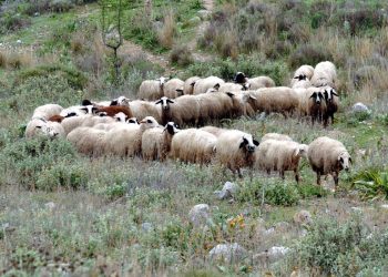 Στην τελική ευθεία έχουν μπει οι έρευνες της Αστυνομίας για την εξάρθρωση τριών νέων κυκλωμάτων που αποκόμιζαν μεγάλα χρηματικά από παράνομες επιδοτήσεις μέσω ΟΠΕΚΕΠΕ.