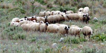 Στην τελική ευθεία έχουν μπει οι έρευνες της Αστυνομίας για την εξάρθρωση τριών νέων κυκλωμάτων που αποκόμιζαν μεγάλα χρηματικά από παράνομες επιδοτήσεις μέσω ΟΠΕΚΕΠΕ.