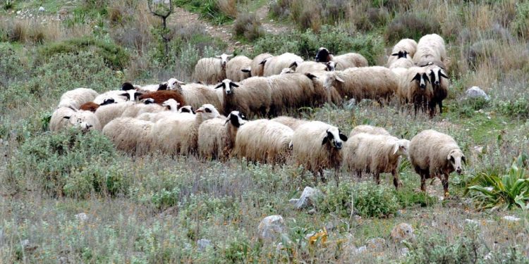 ΟΠΕΚΕΠΕ: Έρχονται συλλήψεις για τρία νέα κυκλώματα που λάμβαναν παράνομες επιδοτήσεις σε Κρήτη, Τρίκαλα και Κοζάνη