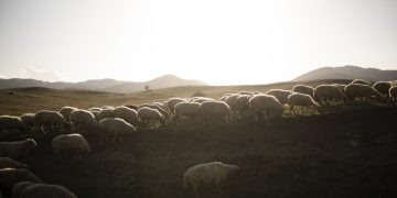 Δεν πείθουν οι απαντήσεις της ΑΑΔΕ για τις τελευταίες κατανομές του ΟΠΕΚΕΠΕ