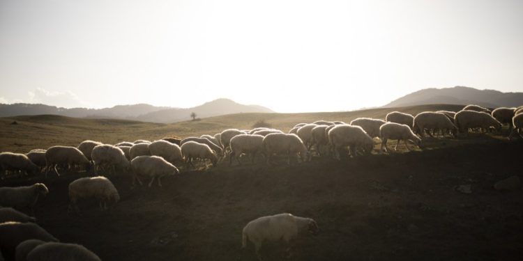 Δεν πείθουν οι απαντήσεις της ΑΑΔΕ για τις τελευταίες κατανομές του ΟΠΕΚΕΠΕ