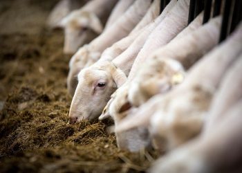 Η ανεξήγητη, επίμονη εναντίωση της κυβέρνησης στον εμβολιασμό και τα 17.000.000 αιγοπρόβατα «φαντάσματα»